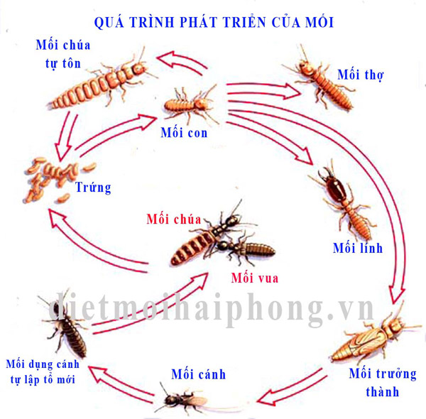 Quá trình phát triển của loài mối